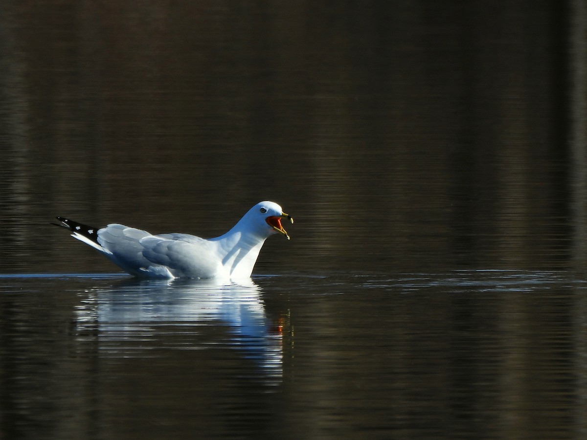 Ring-billed Gull - ML618031805