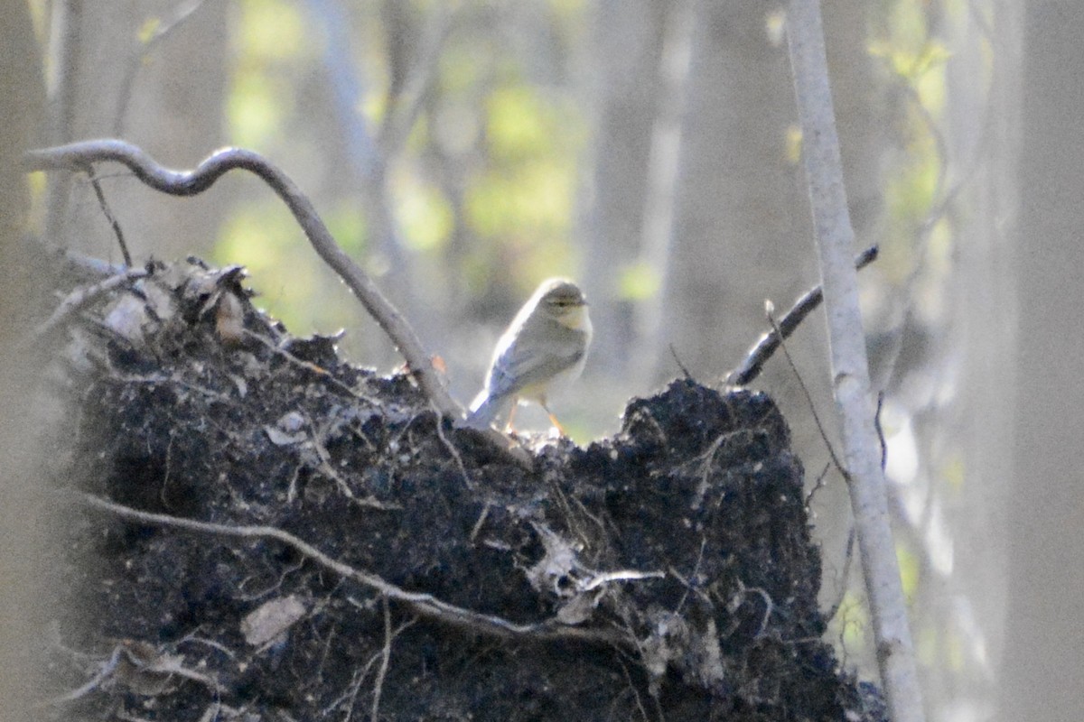 Willow Warbler - ML618031817