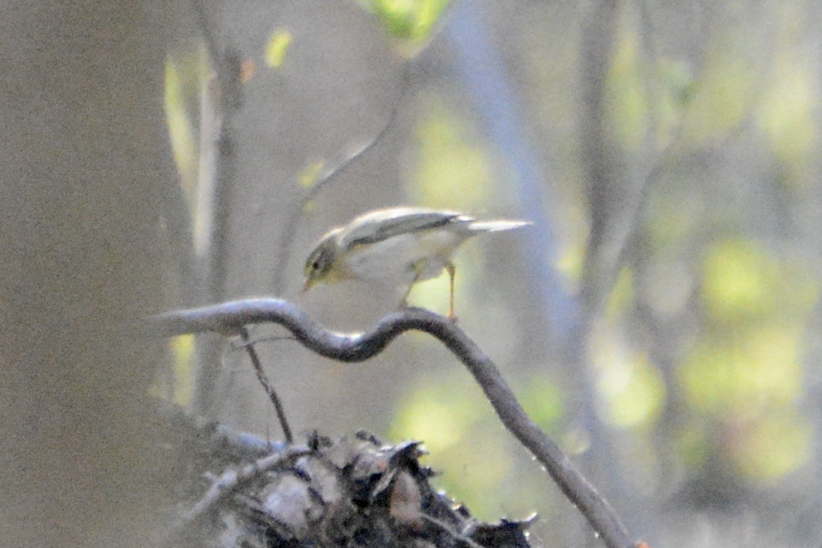 Mosquitero Musical - ML618031819