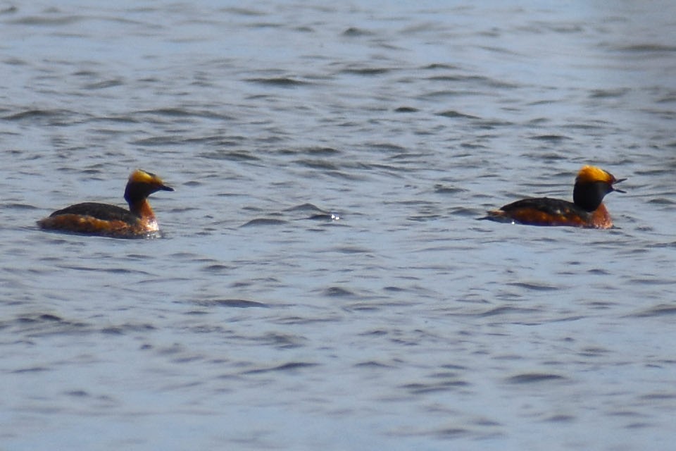 Horned Grebe - ML618031829