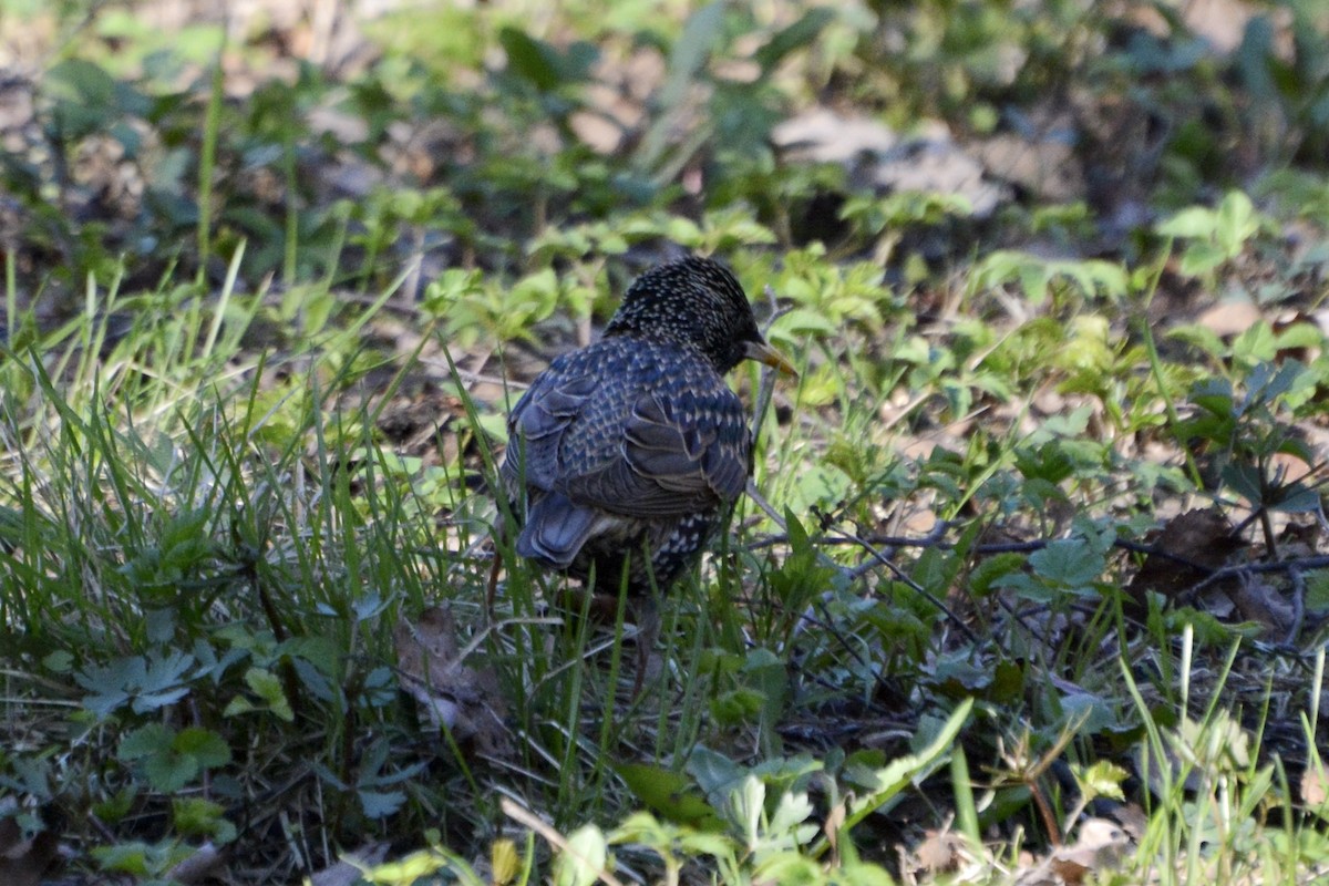 European Starling - ML618031833