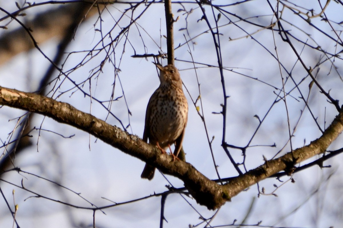 Song Thrush - Anton Kornilov