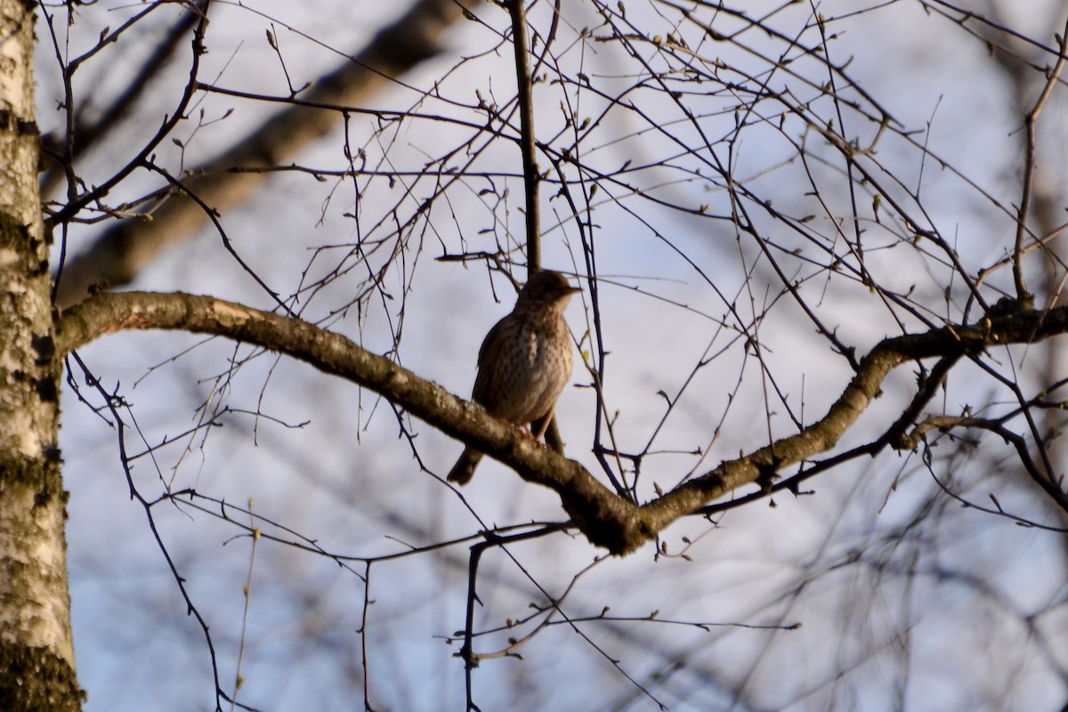 Song Thrush - Anton Kornilov