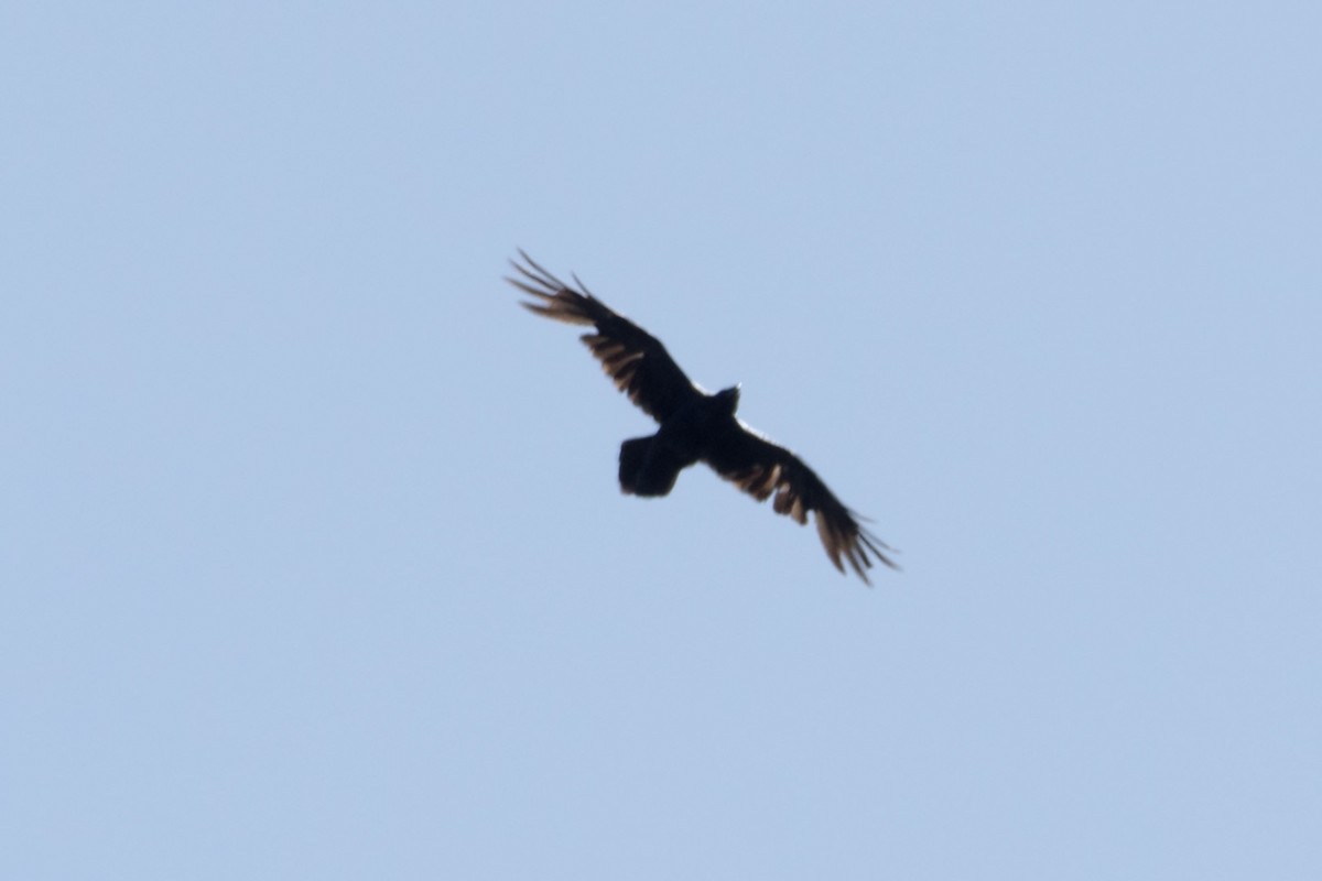 Common Raven - ML618031857