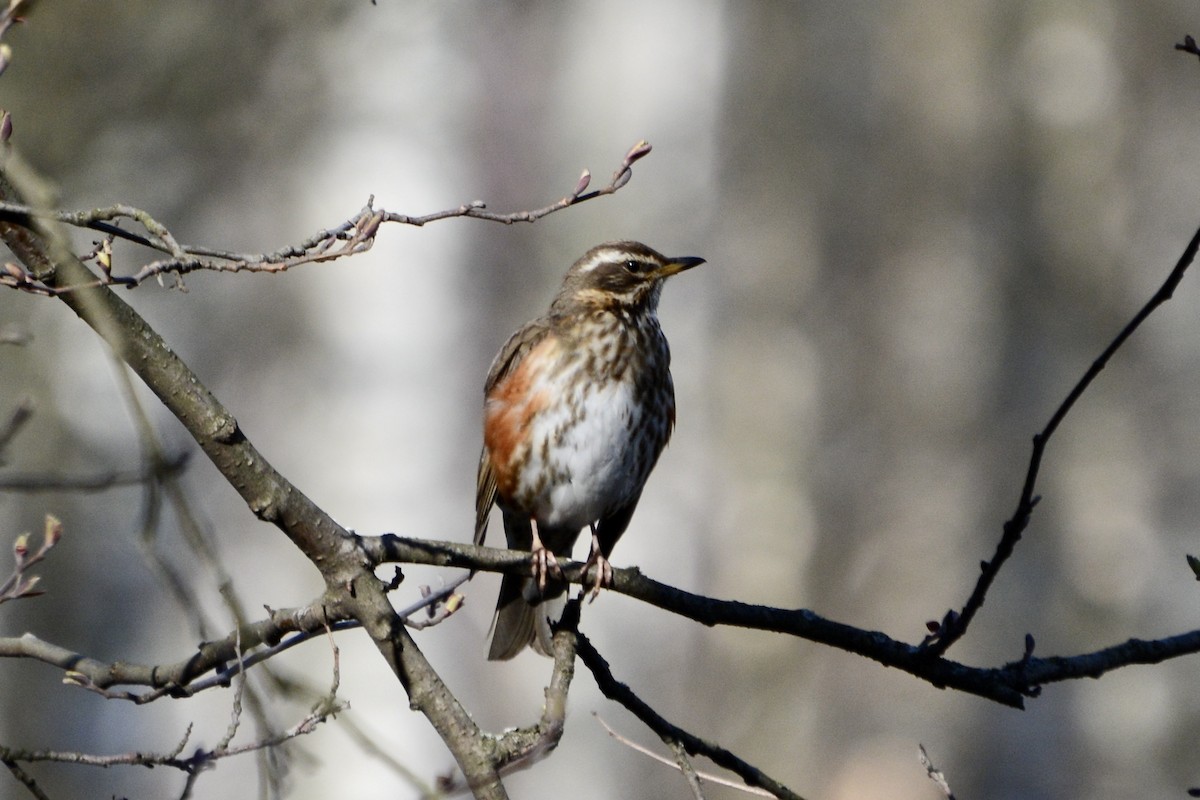 Redwing - ML618031863