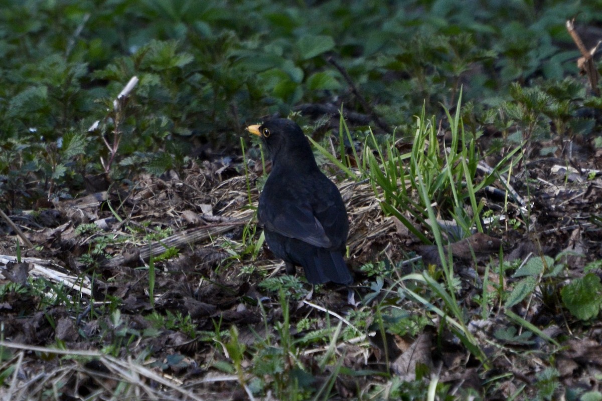 Eurasian Blackbird - Anton Kornilov