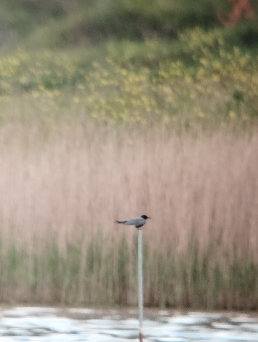 Black Tern - ML618031894