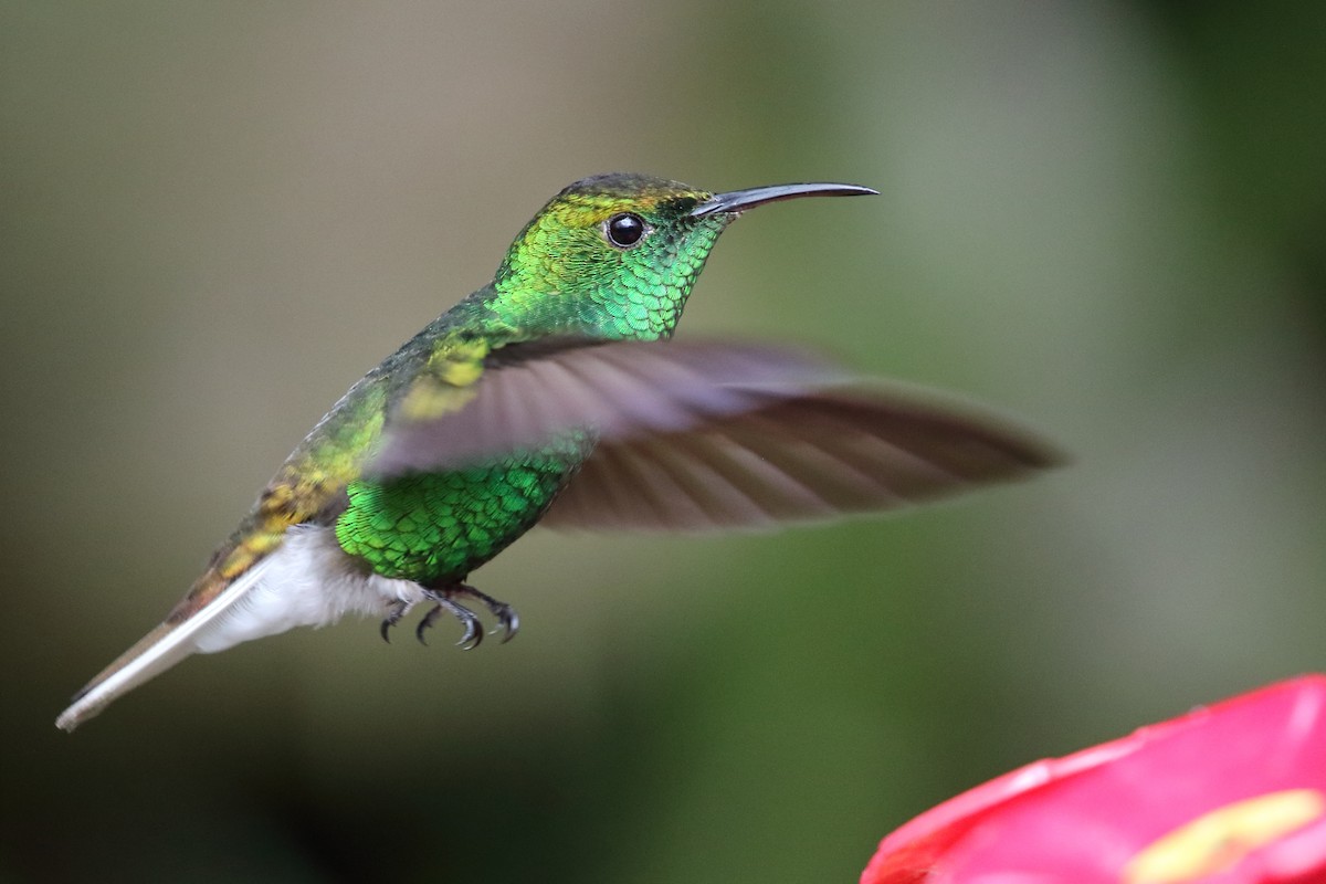 kolibřík měděnohlavý - ML618031908