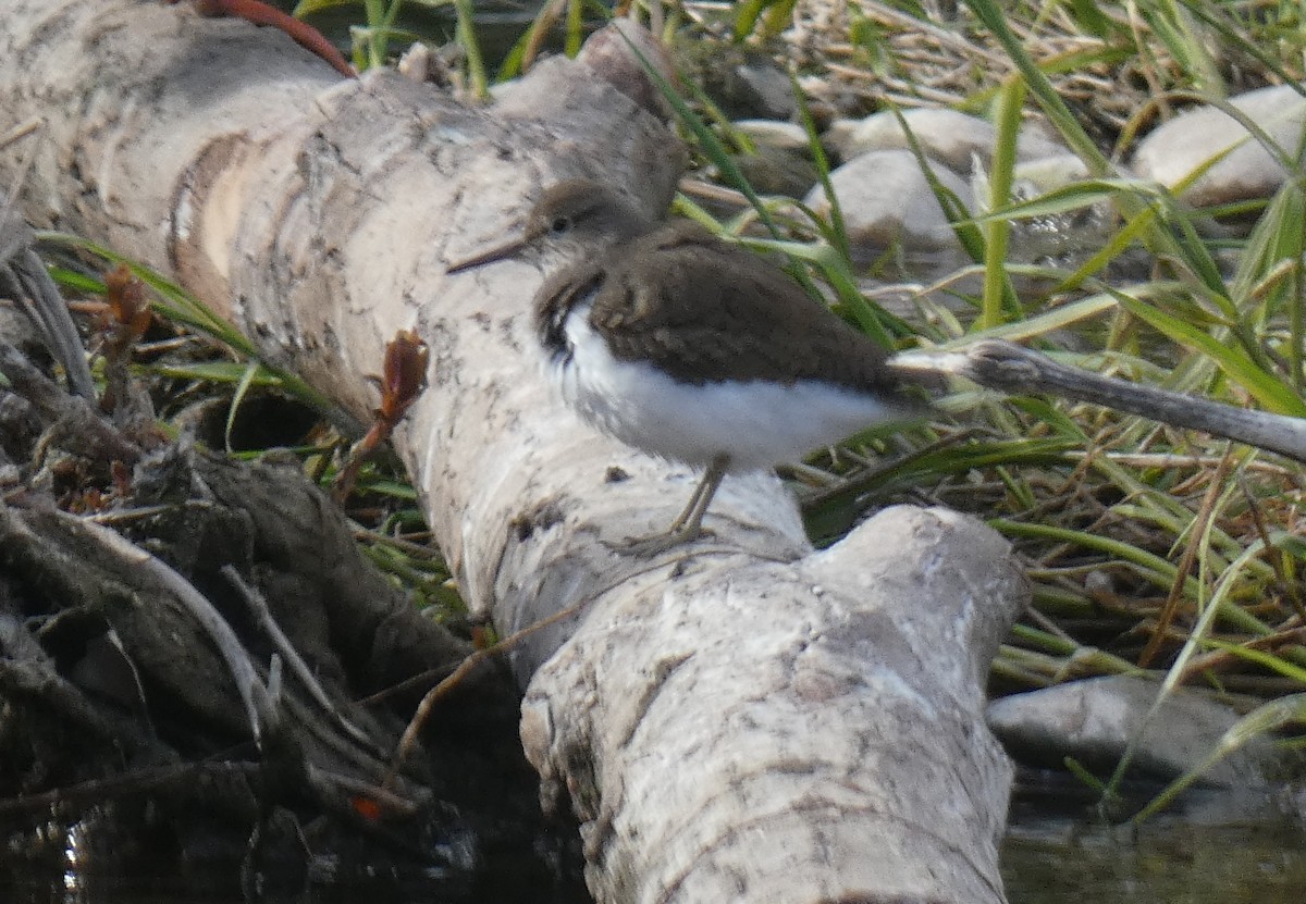 Common Sandpiper - ML618031914