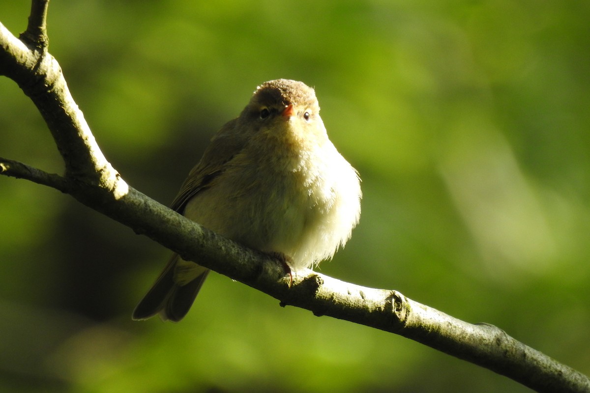 Common Chiffchaff - Peter Hines