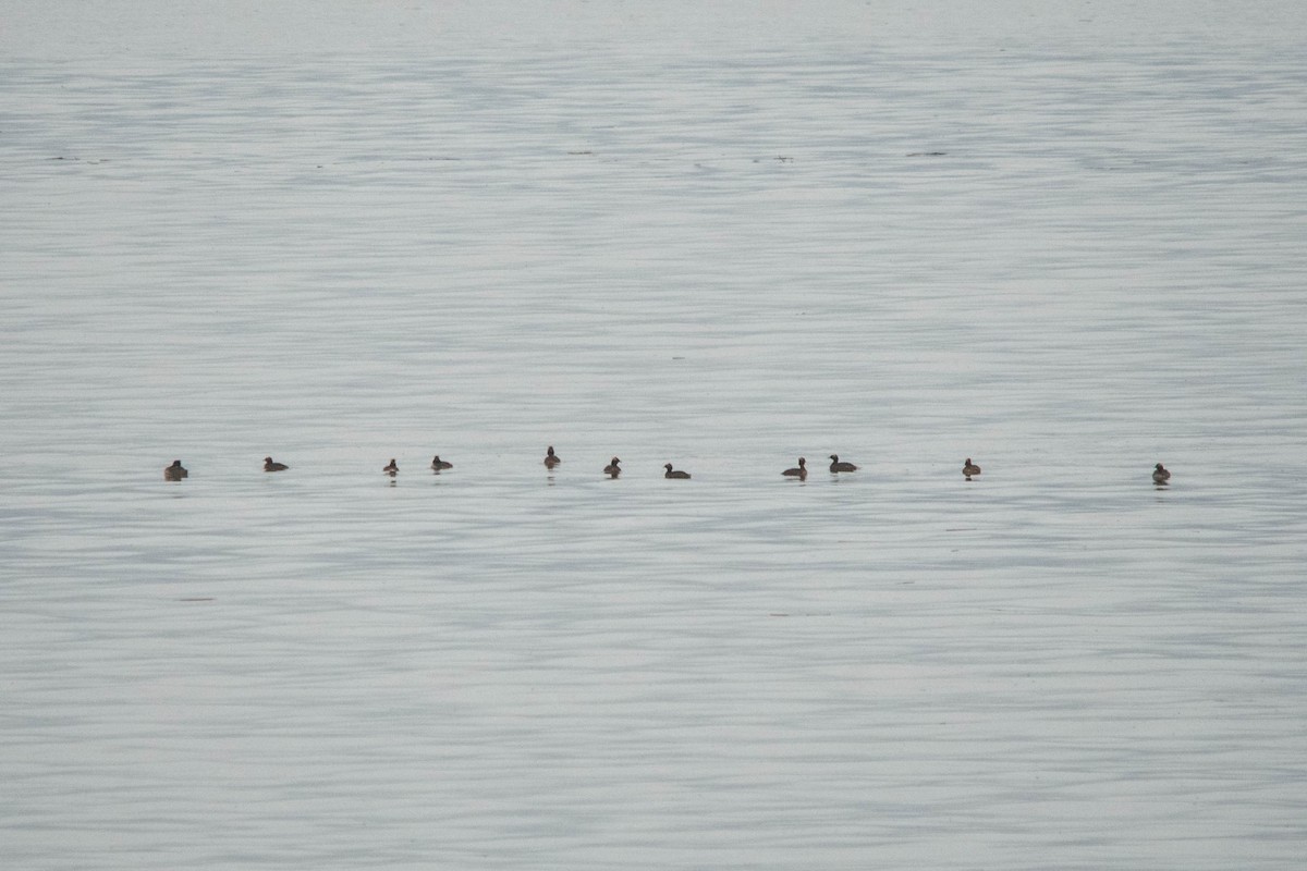 Horned Grebe - ML618031934