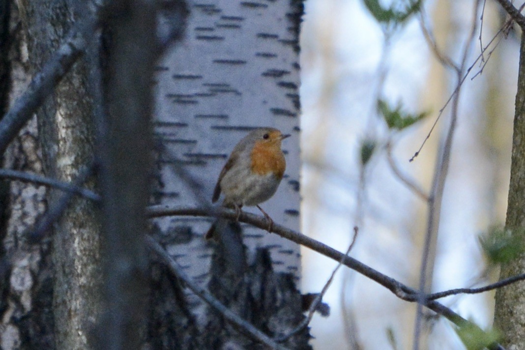 European Robin - ML618031935