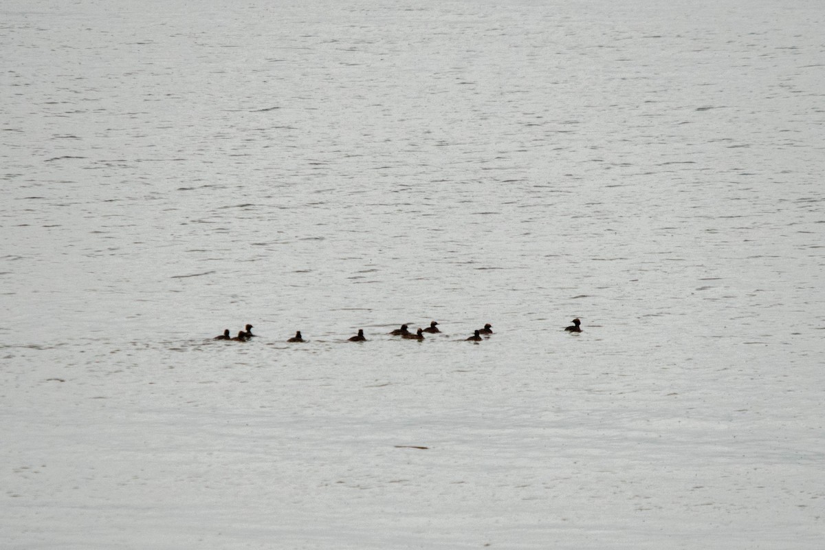 Horned Grebe - ML618031940