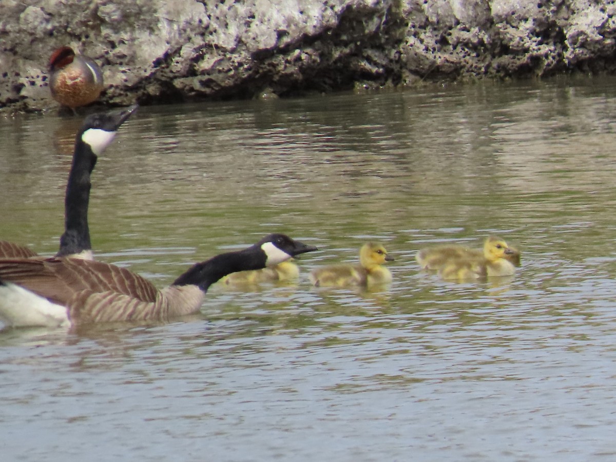 Canada Goose - ML618031958