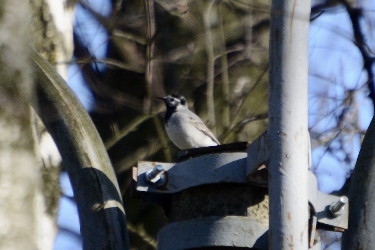 White Wagtail - ML618031967