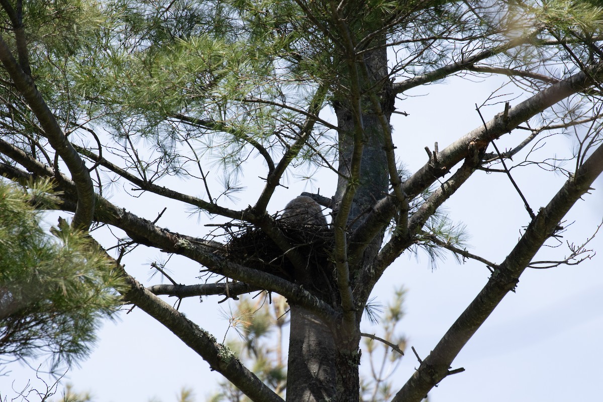 Great Horned Owl - ML618031971