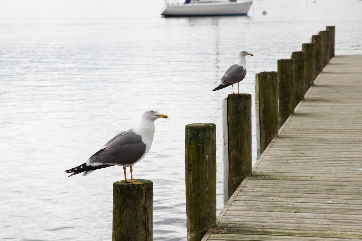 Lesser Black-backed Gull - Juanma Valverde