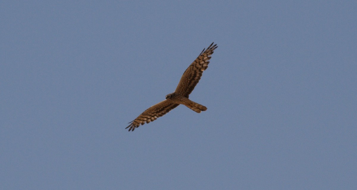 Montagu's Harrier - Anabel&Geoff Harries