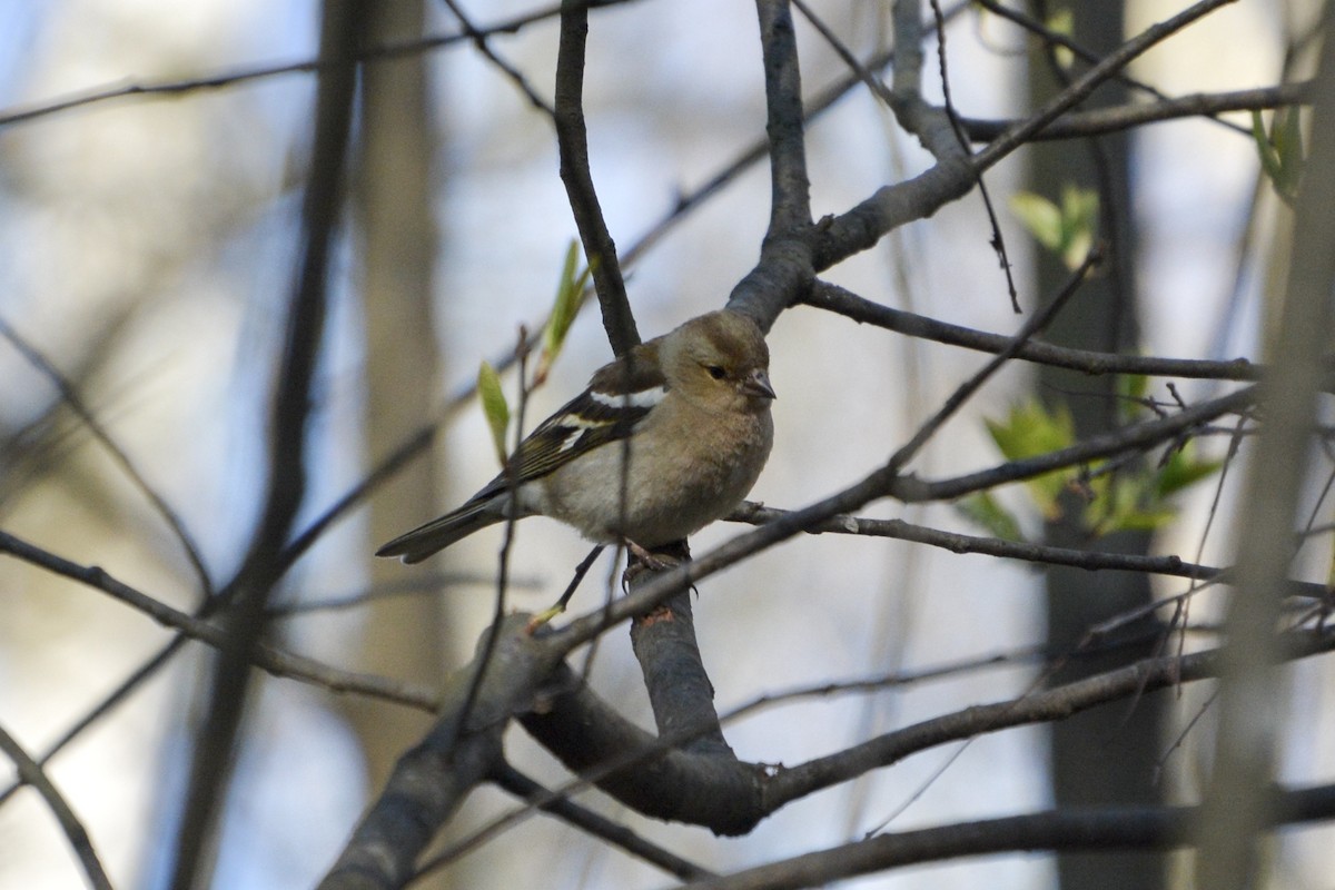 Common Chaffinch - Anton Kornilov