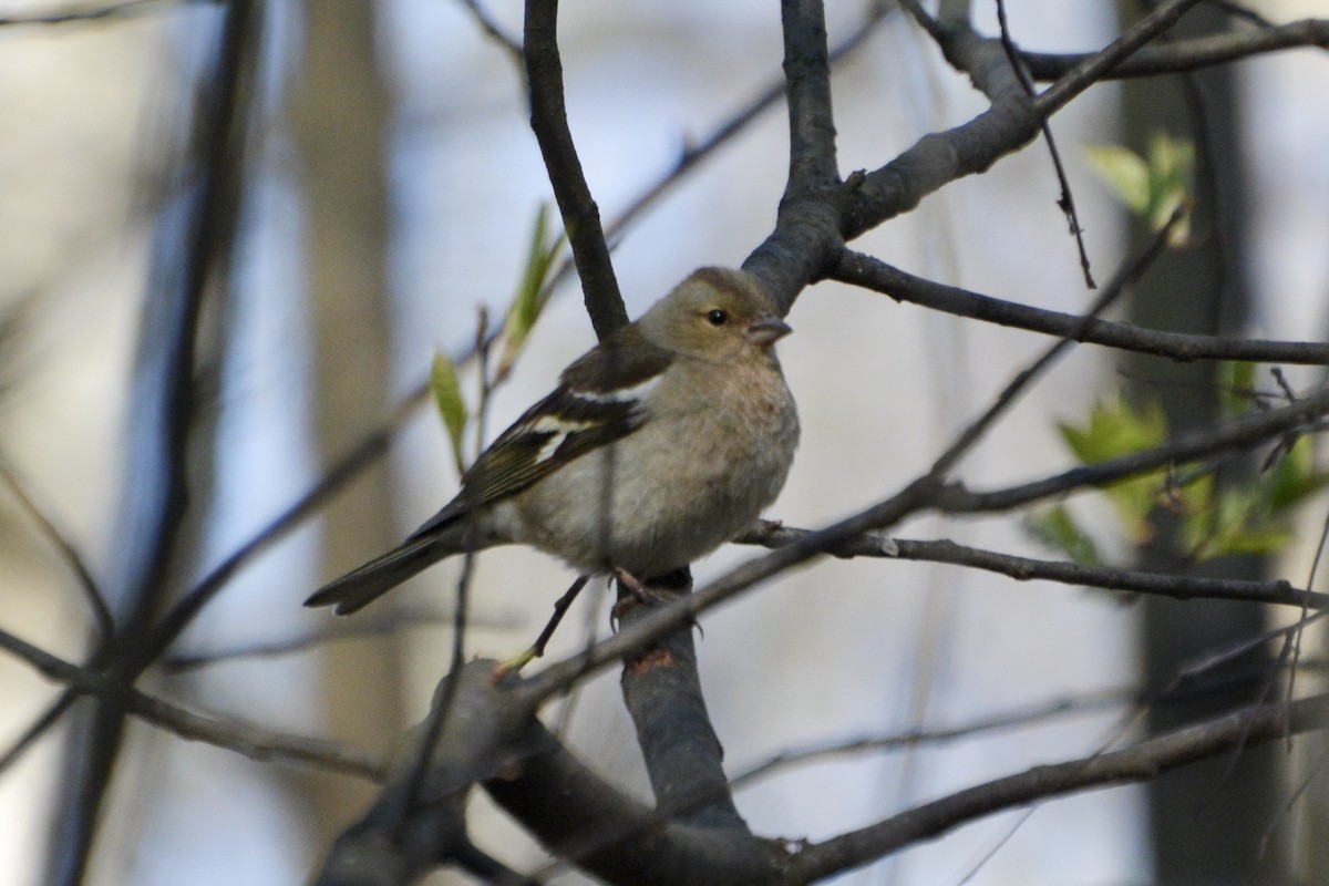 Common Chaffinch - Anton Kornilov