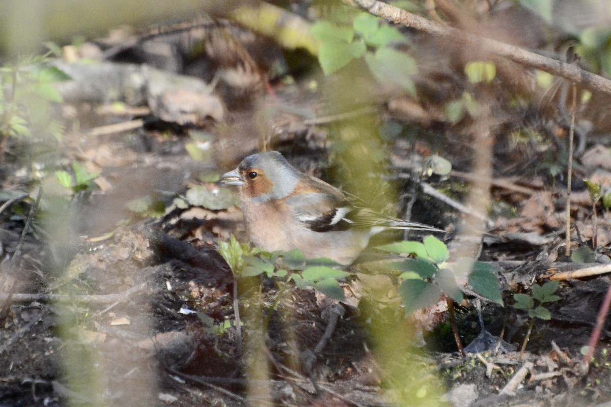 Common Chaffinch - ML618031990