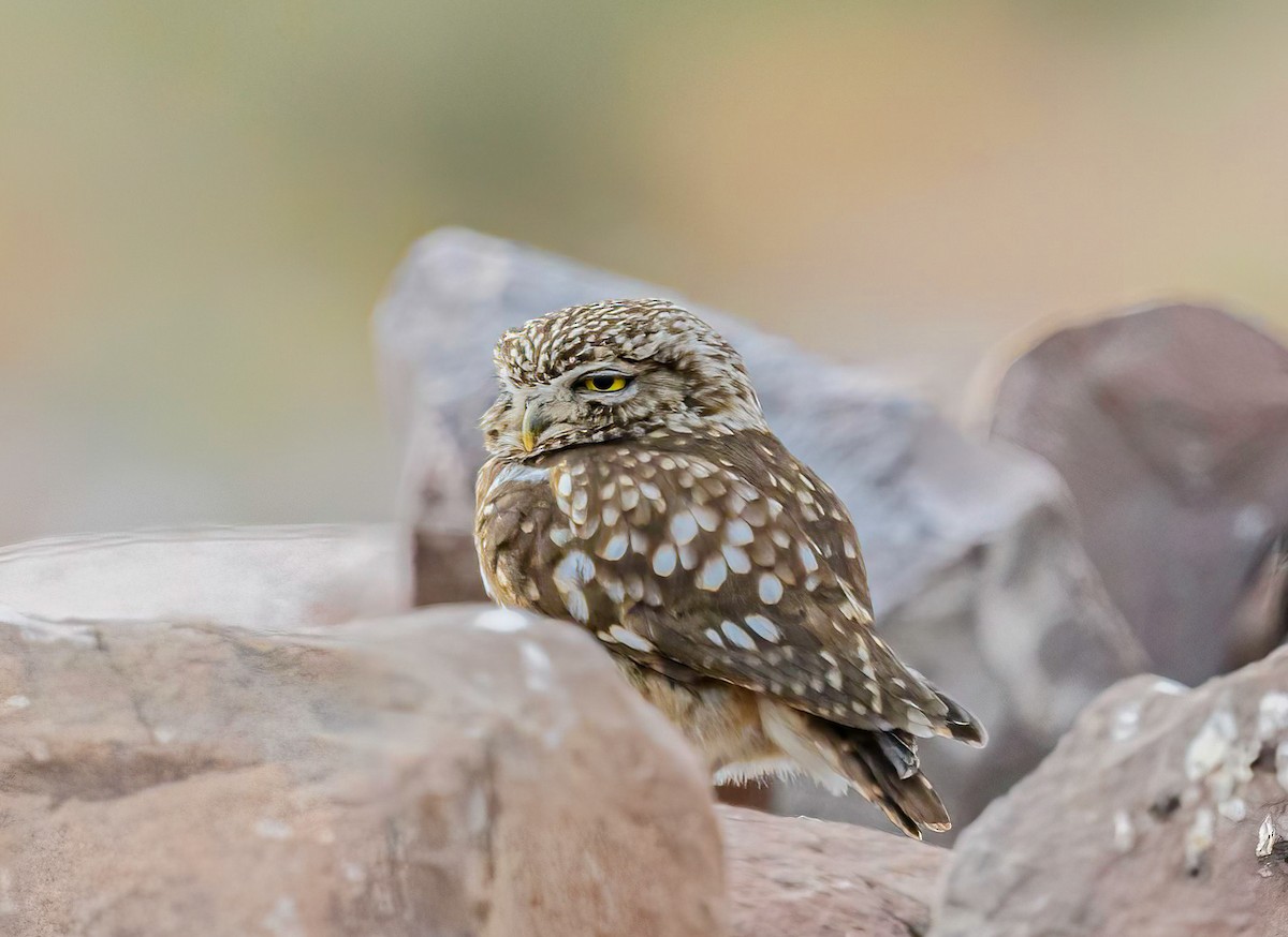 Little Owl - Mac Aragon