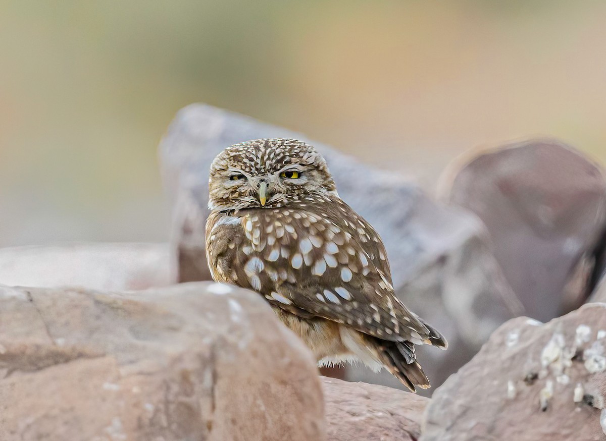 Little Owl - Mac Aragon