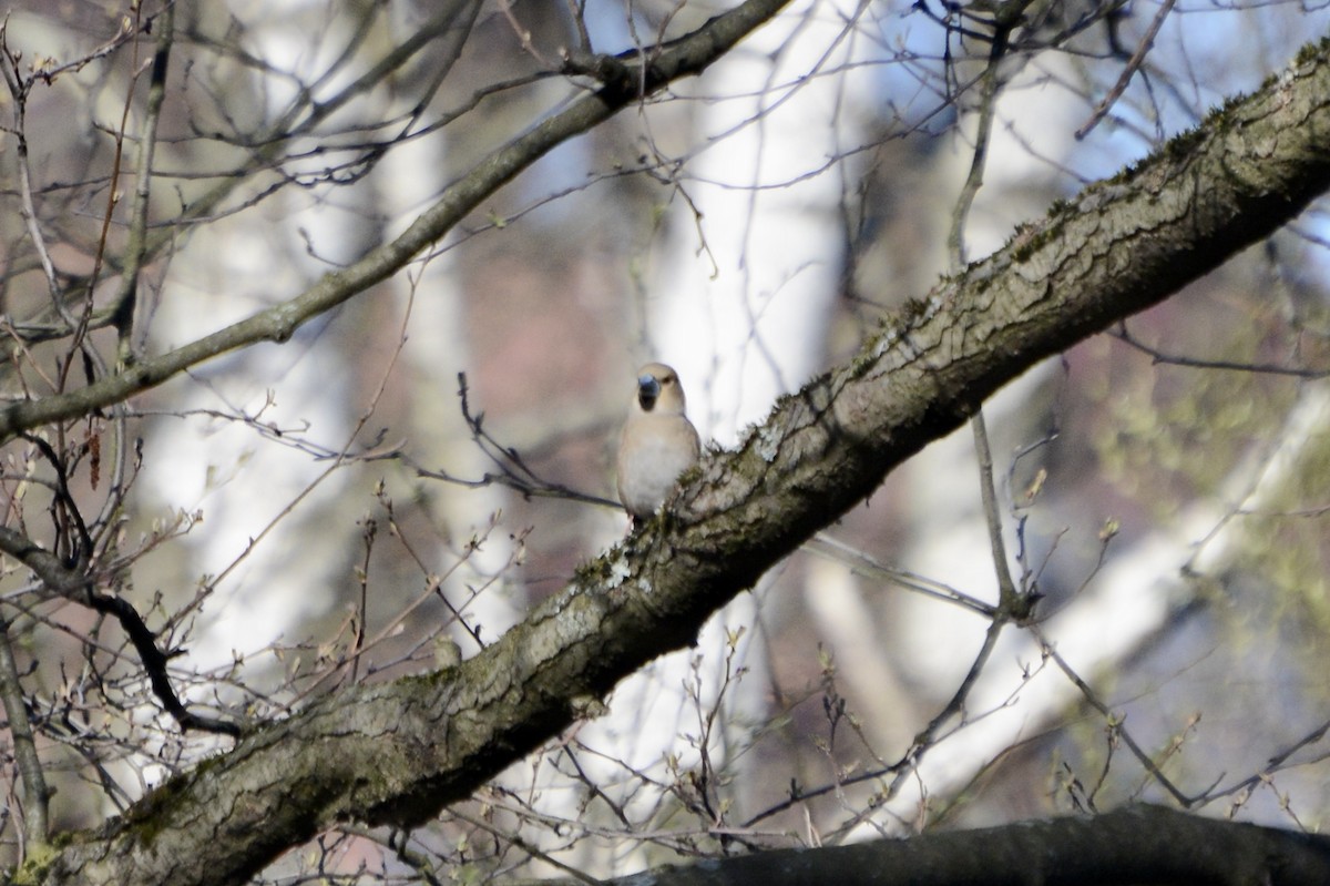 Hawfinch - ML618032001