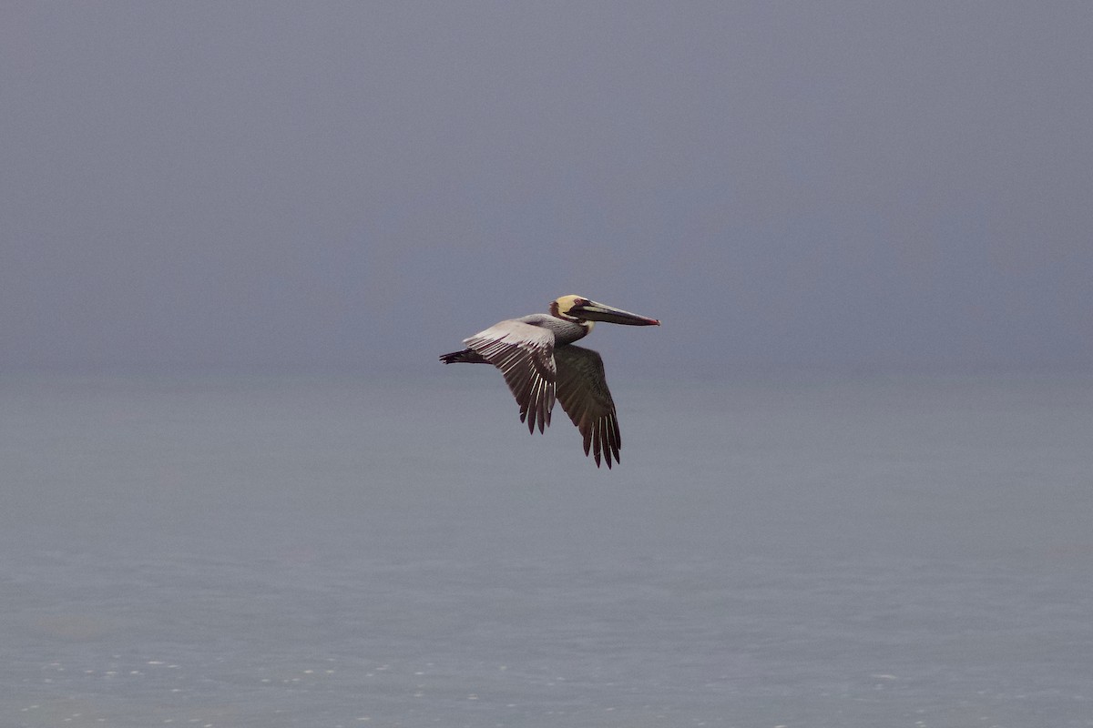 pelikán hnědý - ML618032002