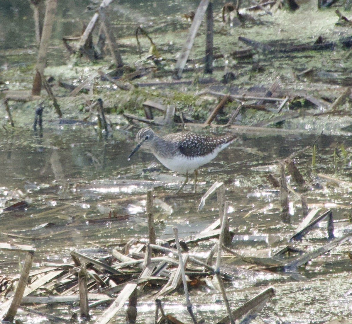 Solitary Sandpiper - ML618032009