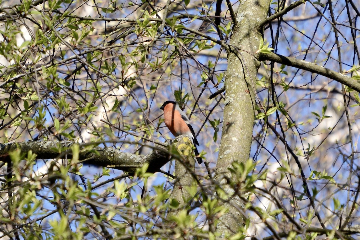 Eurasian Bullfinch - ML618032032