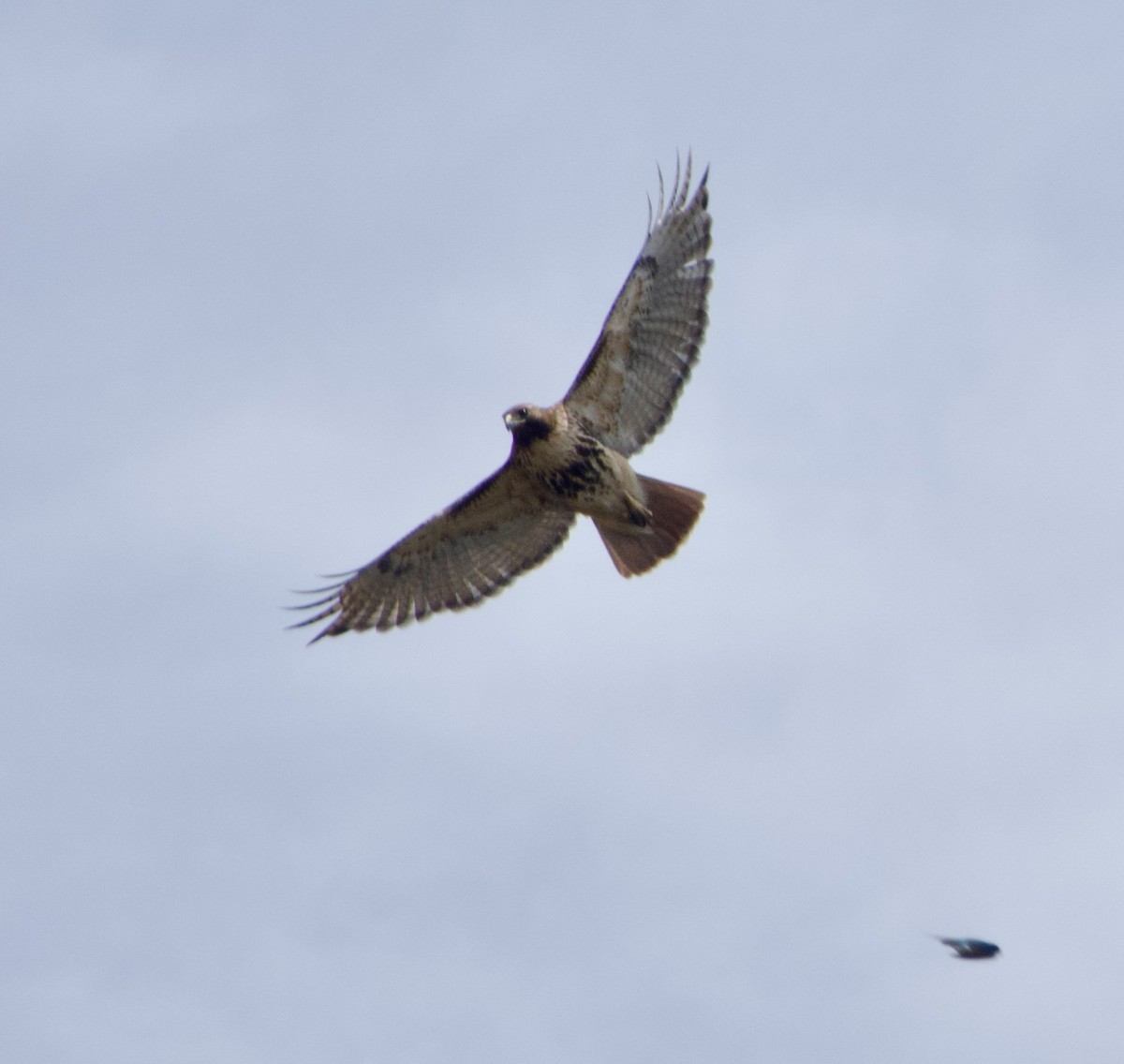 Red-tailed Hawk - ML618032050