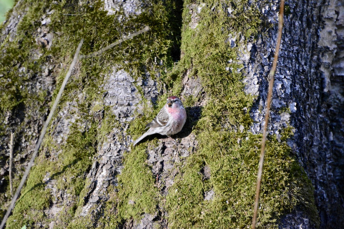 普通朱頂雀 - ML618032052