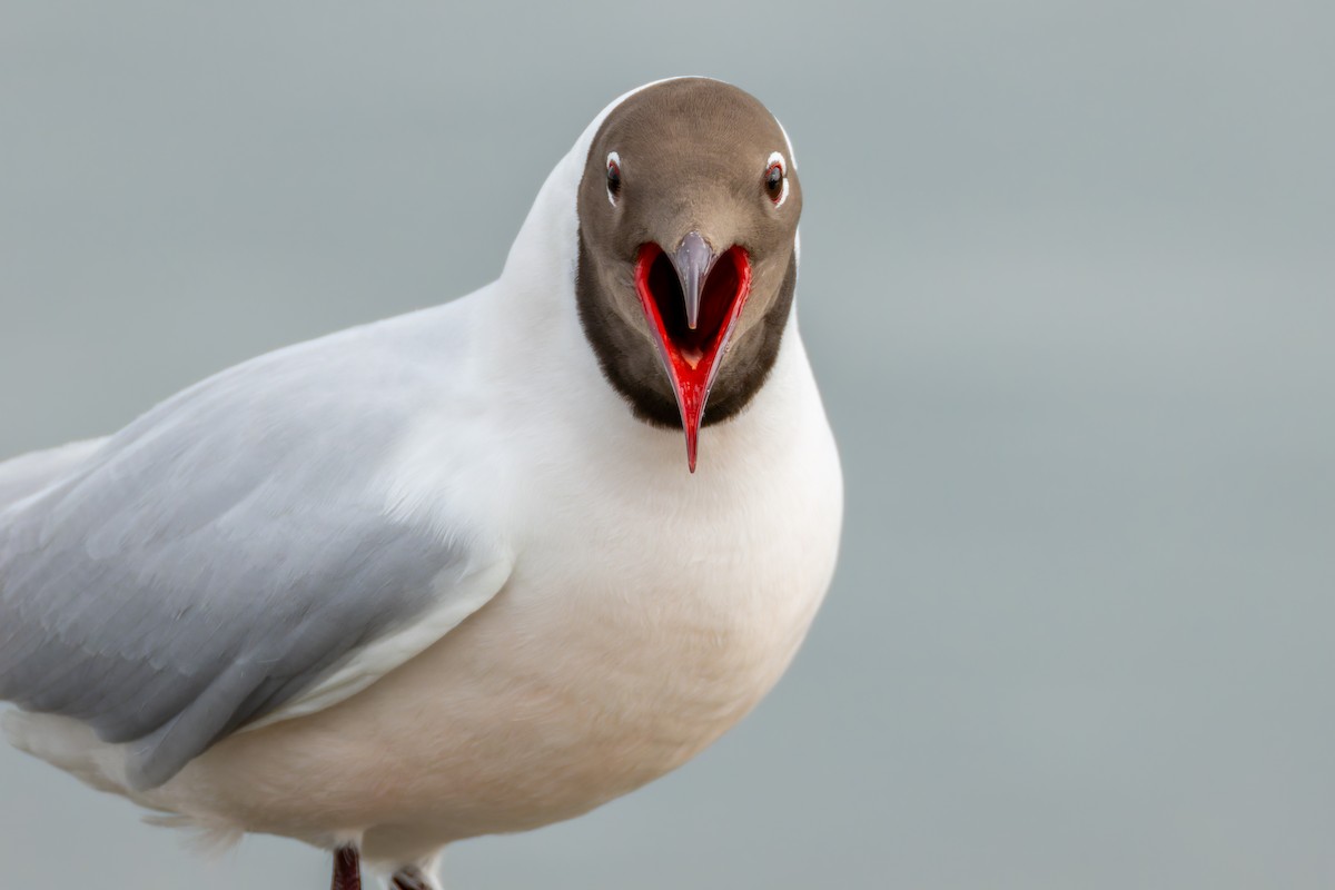 Black-headed Gull - ML618032053