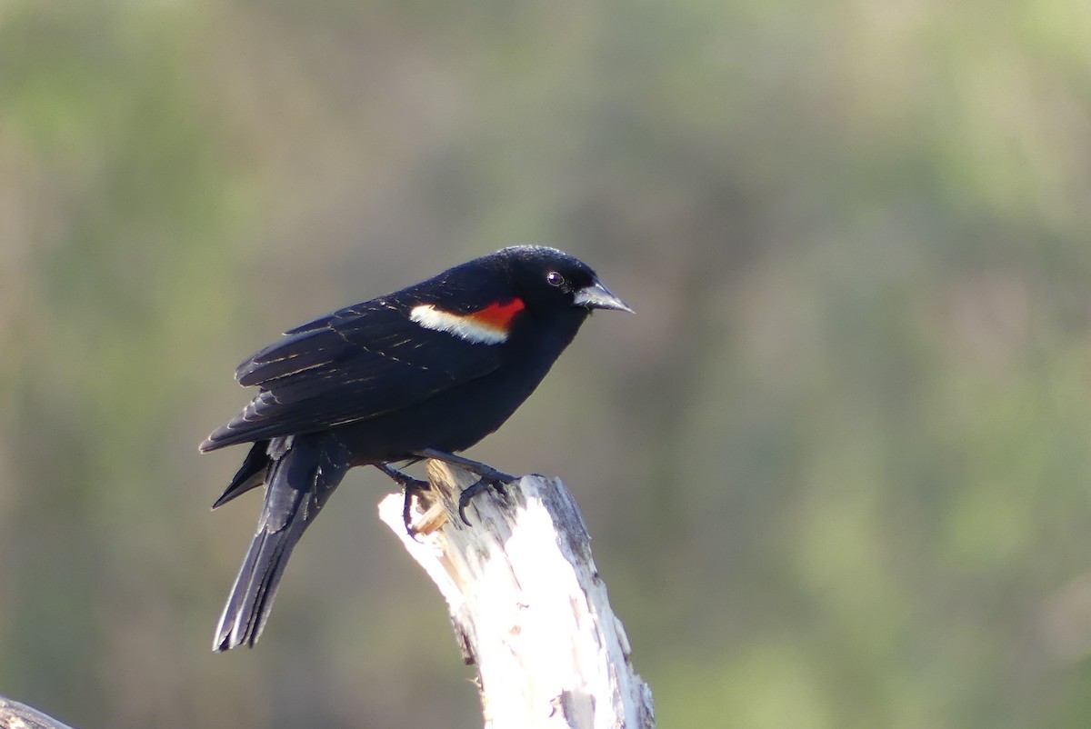 Red-winged Blackbird - ML618032055