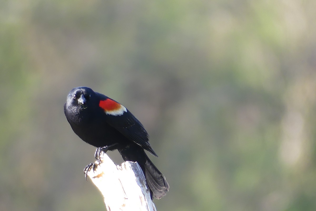 Red-winged Blackbird - ML618032056