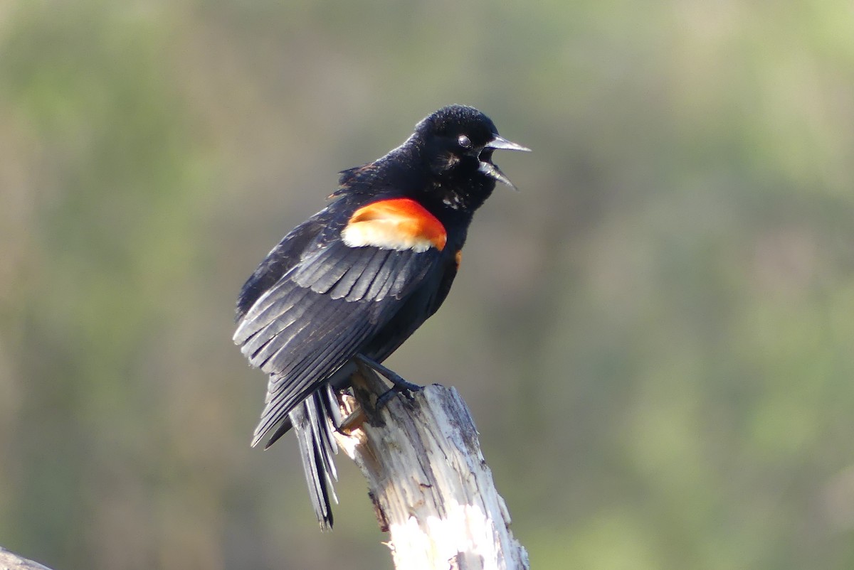 Red-winged Blackbird - ML618032057