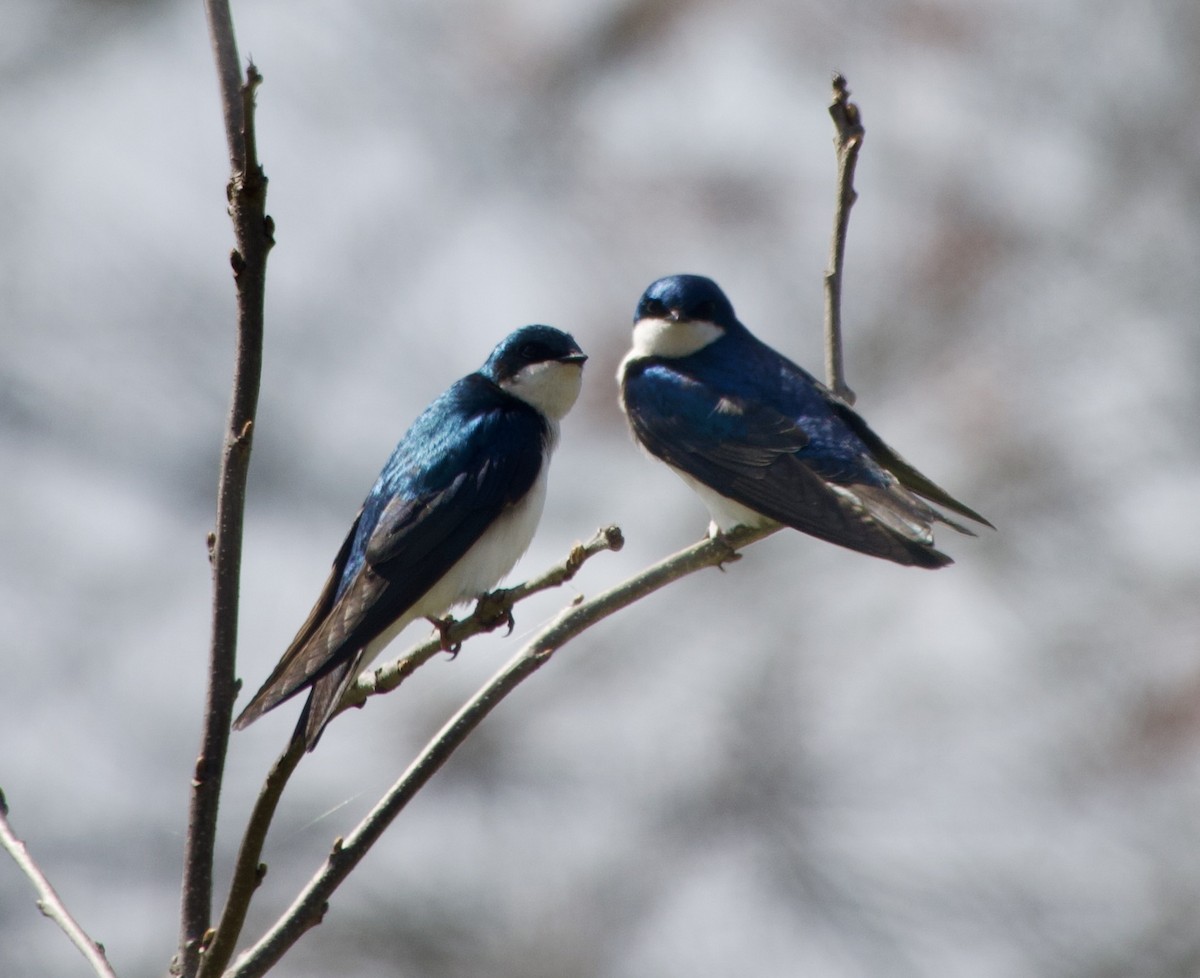 Tree Swallow - ML618032061