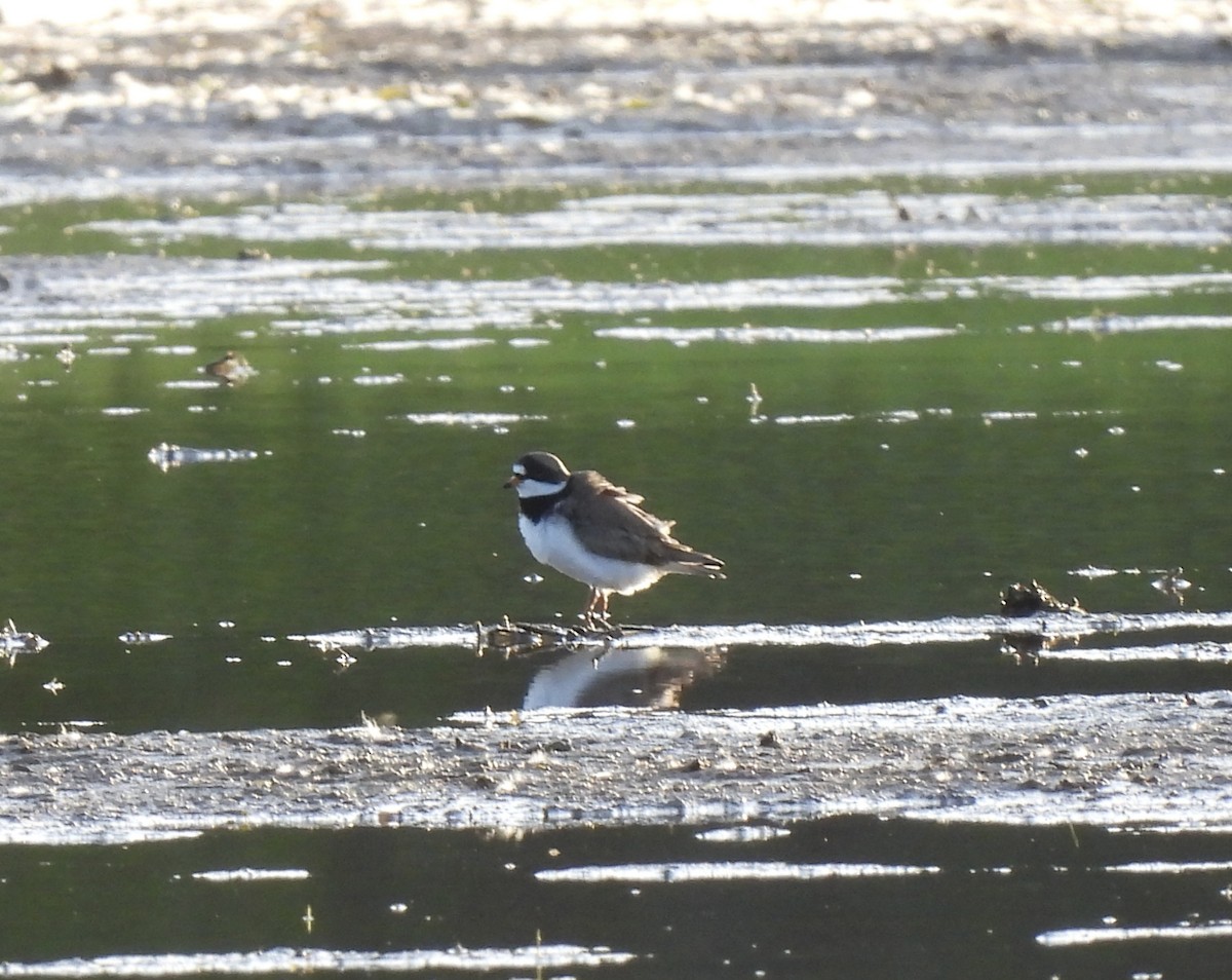 Semipalmated Plover - ML618032110