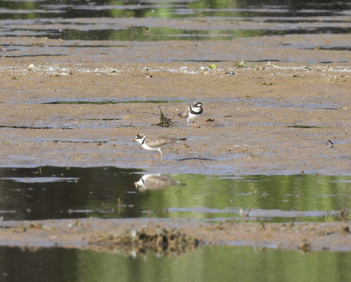 Semipalmated Plover - ML618032119