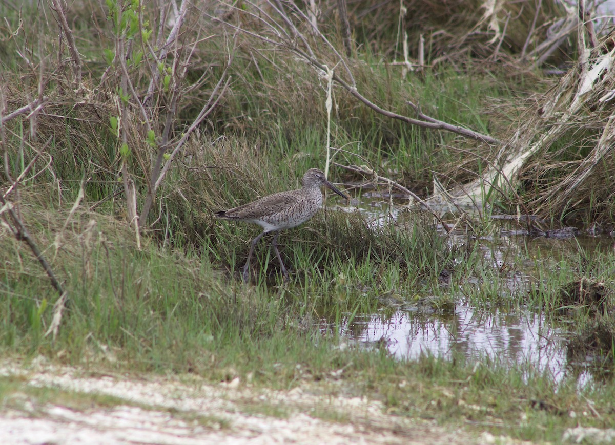 Willet - ML618032149