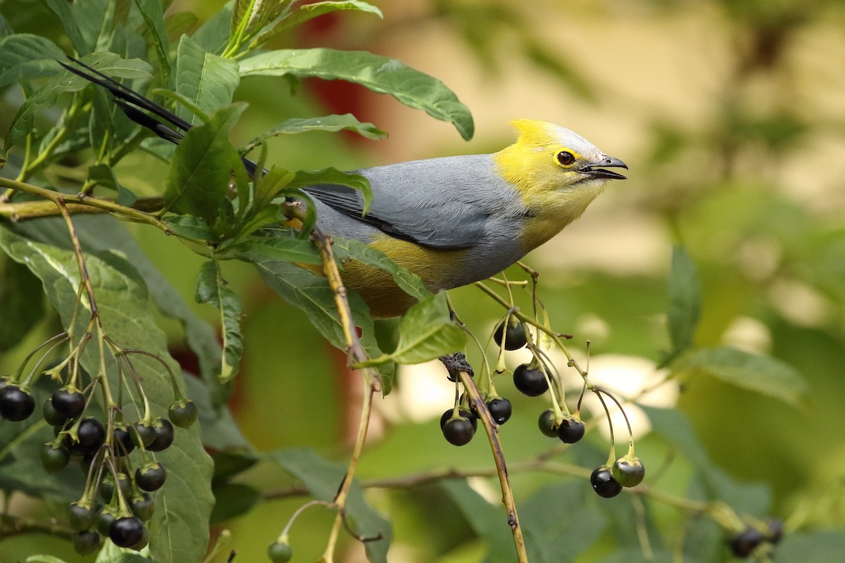 Long-tailed Silky-flycatcher - ML618032172