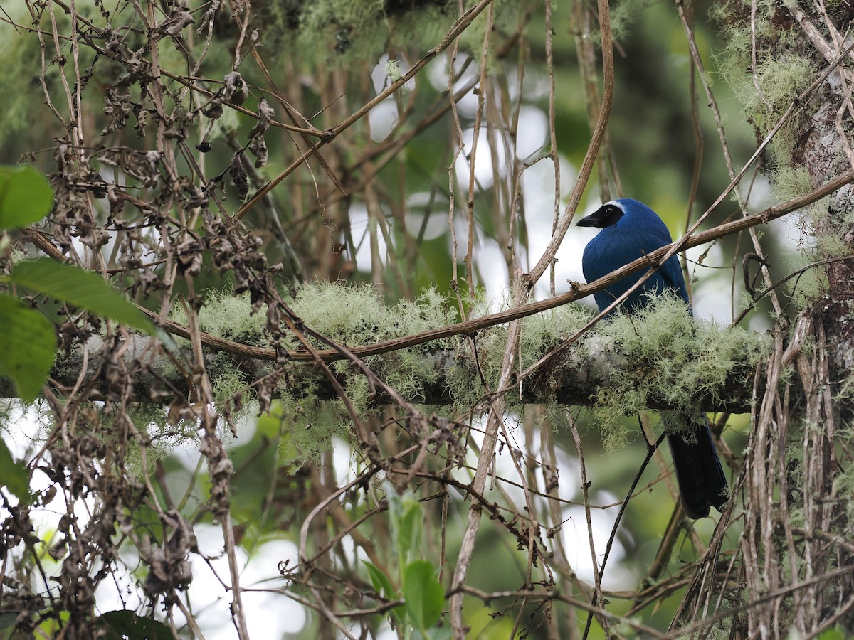 White-collared Jay - ML618032192