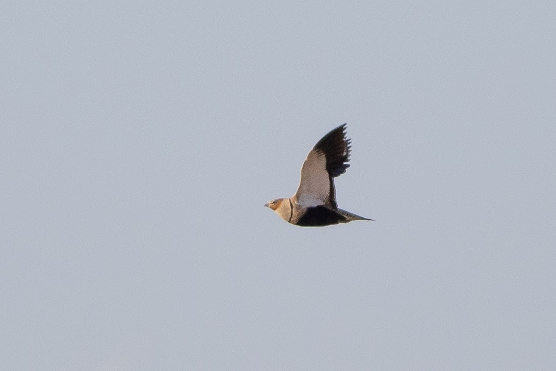 Black-bellied Sandgrouse - Yordan Vasilev