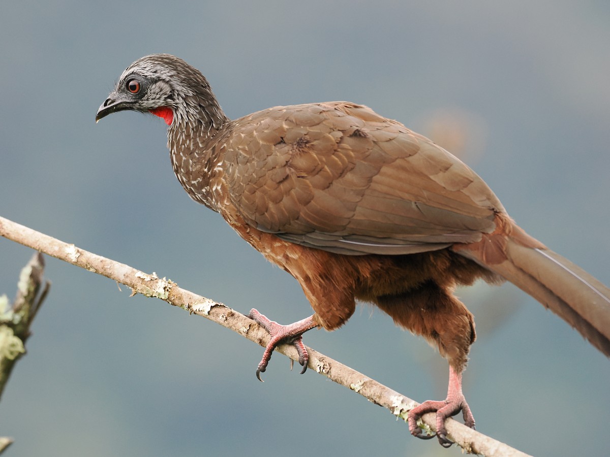 Andean Guan - Ben Wilcox