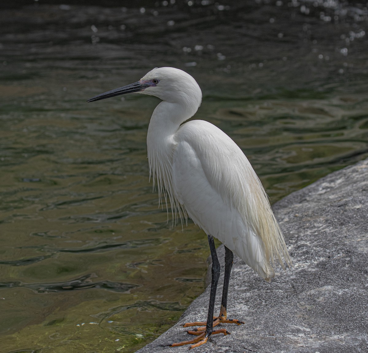 Little Egret - Will Hofacker