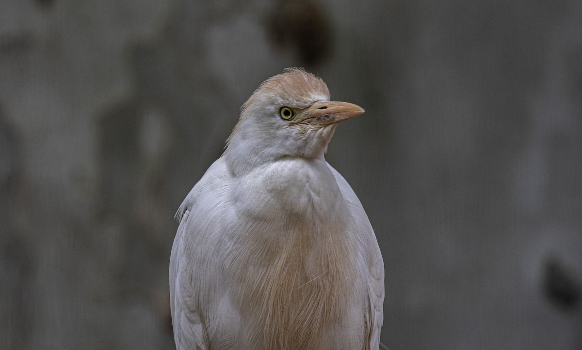 Western Cattle Egret - ML618032233