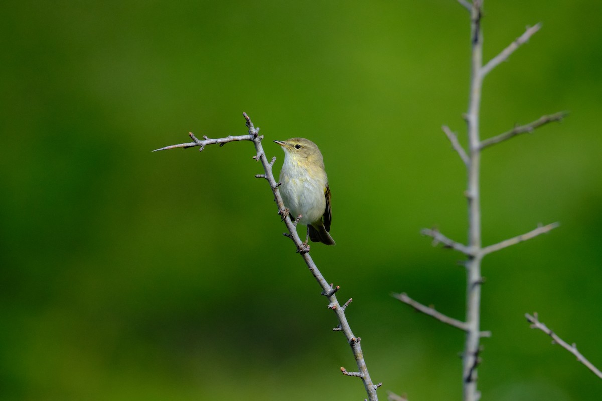 Iberian Chiffchaff - ML618032236