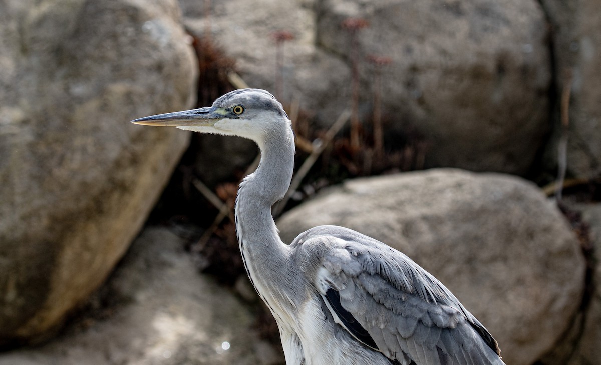 Gray Heron - Will Hofacker