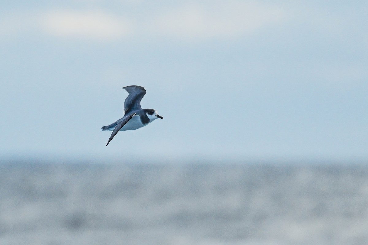 Blue Petrel - Marcelina Poddaniec